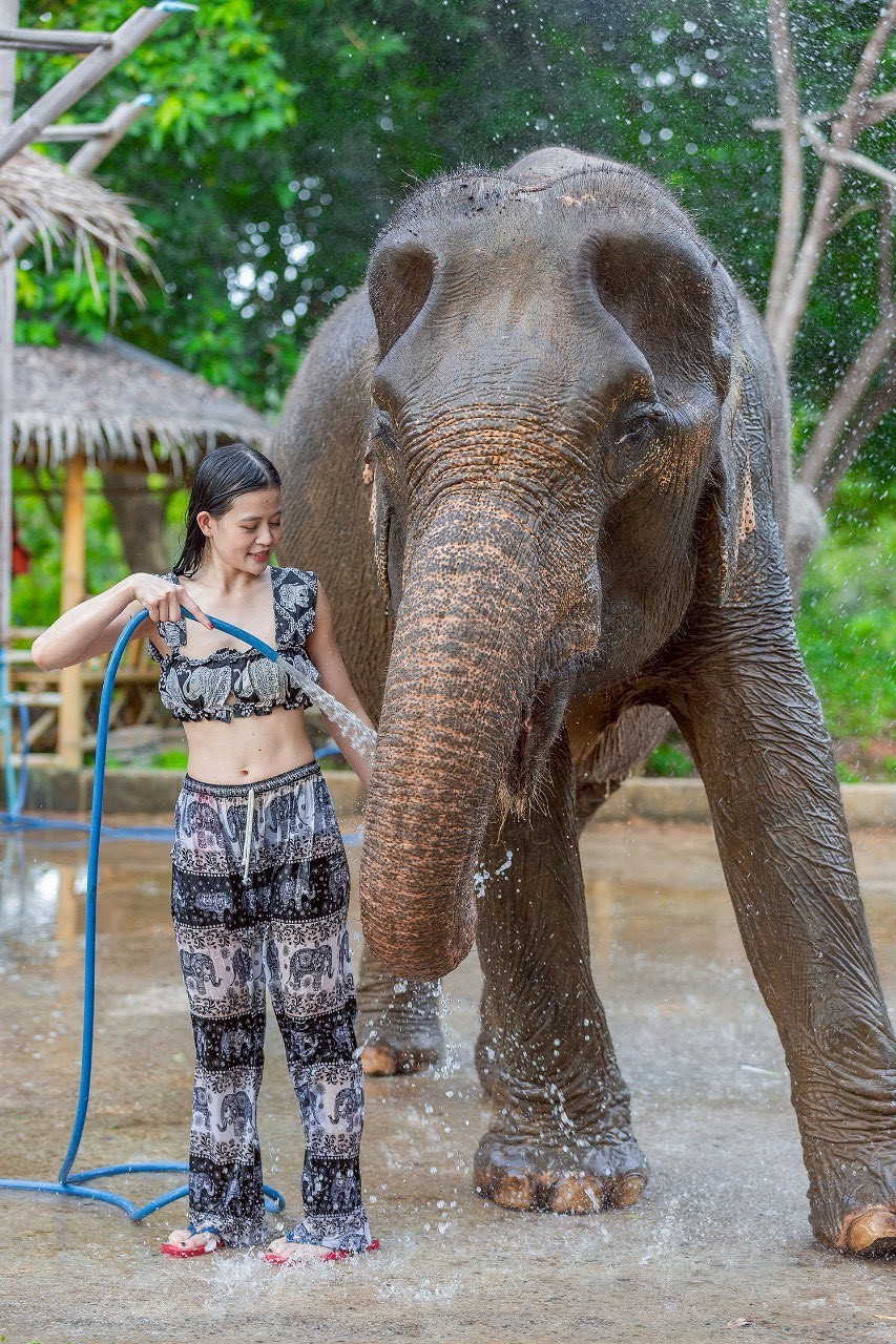 Phuket Siray Elephant Care Camp - Feed & Rain Shower with Elephants - 3