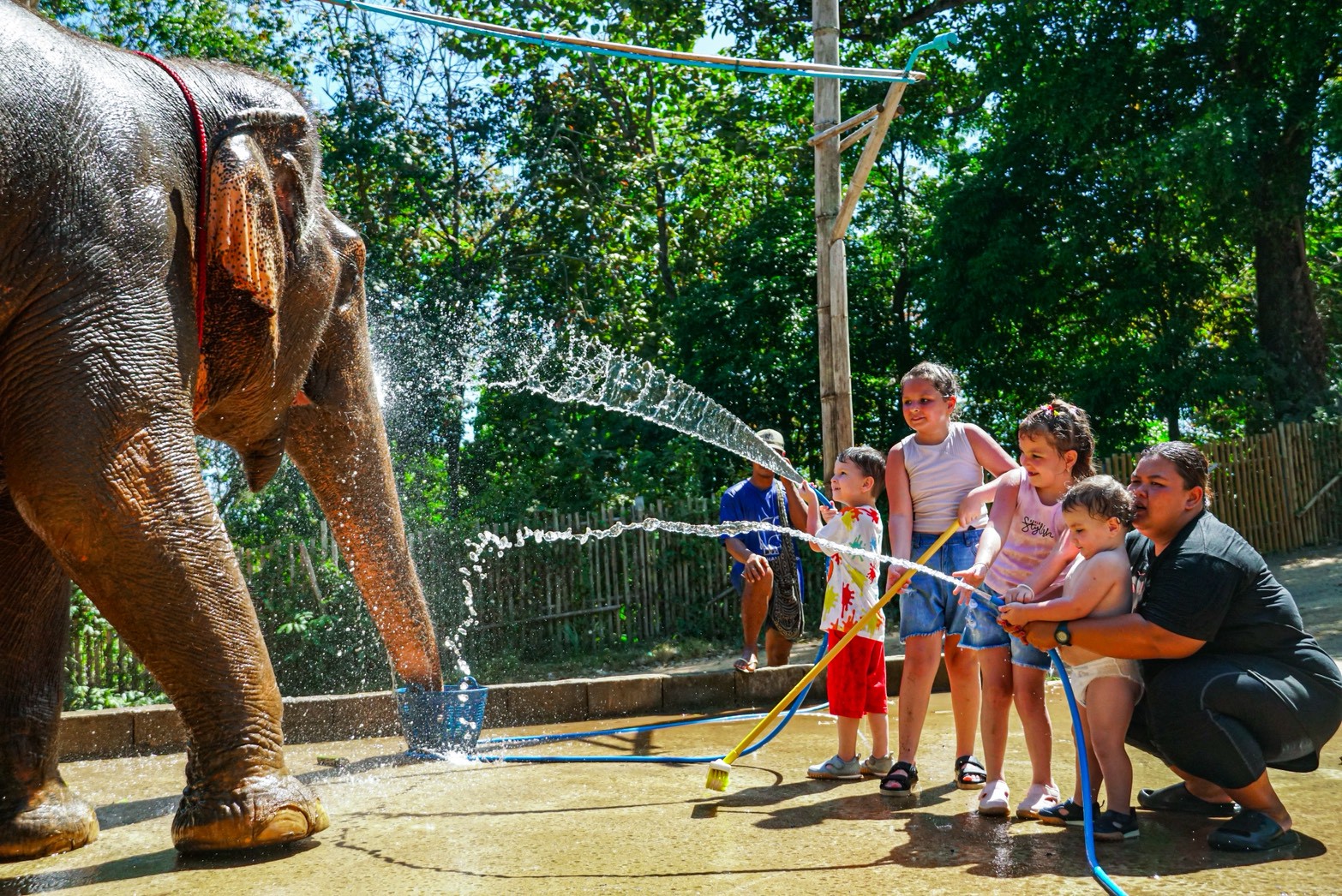 Phuket Siray Elephant Care Camp - Feed & Rain Shower with Elephants - 2