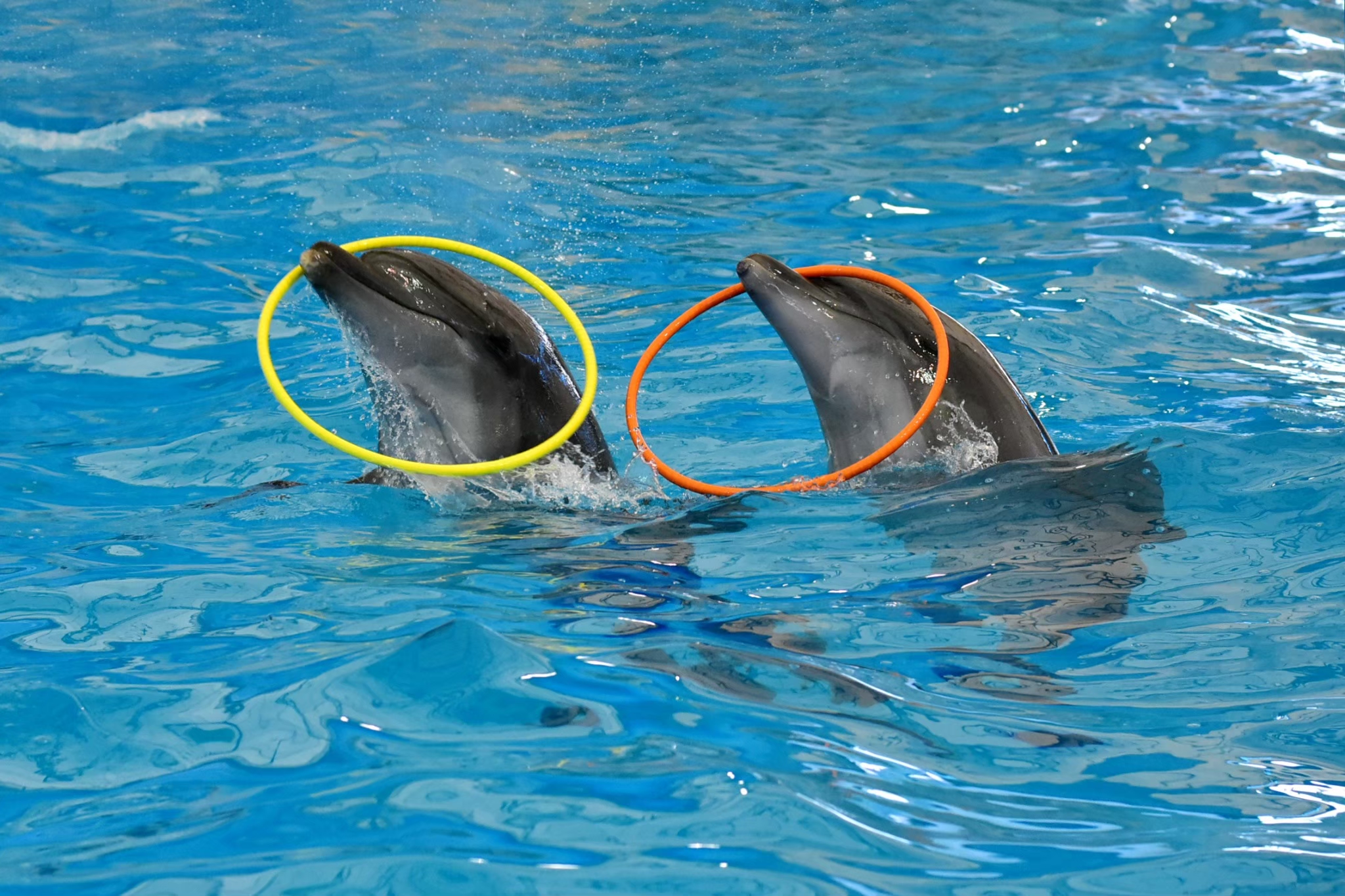 Dolphins and Seals Show at Dolphins Bay Phuket