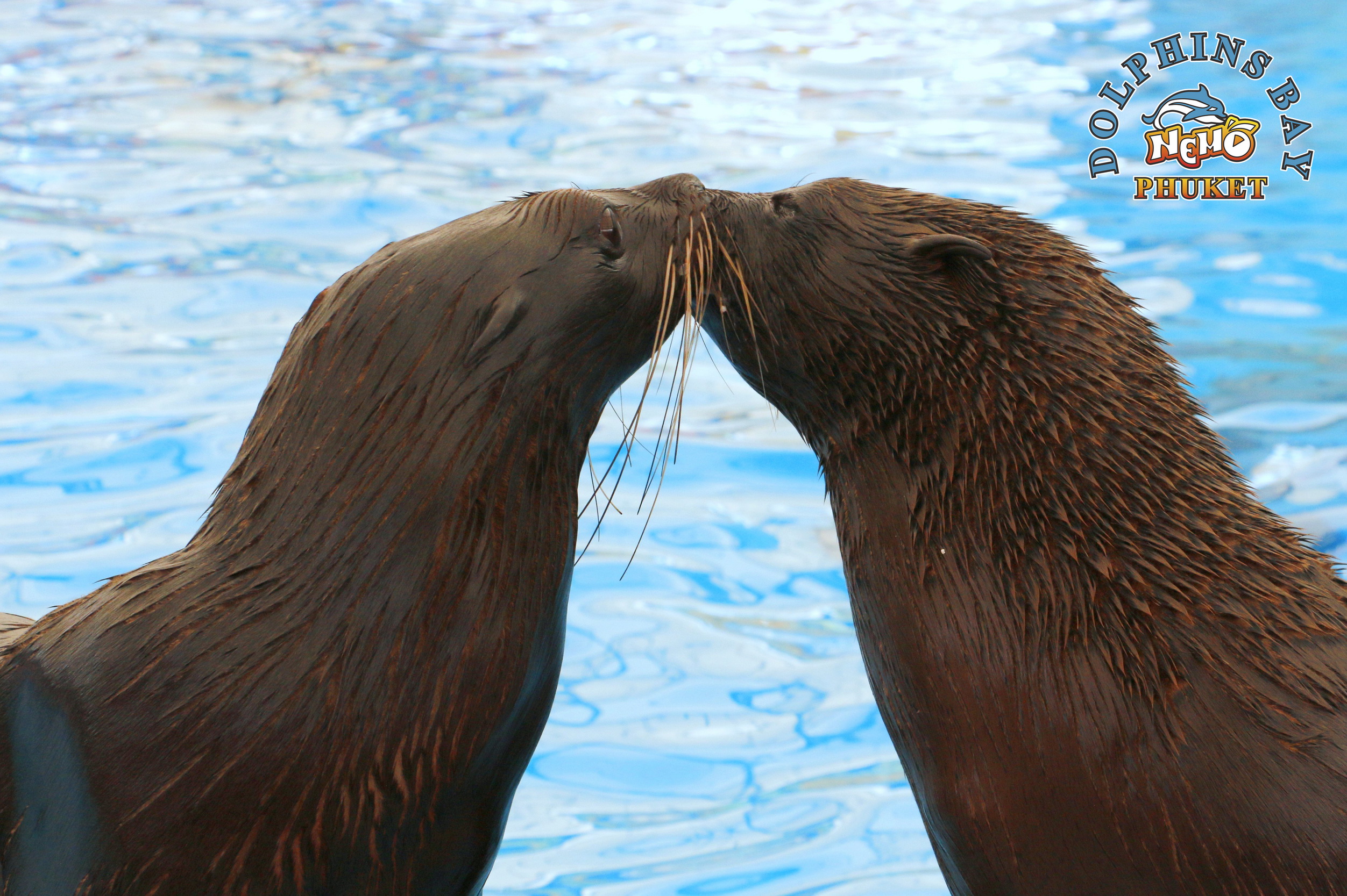 Dolphins and Seals Show at Dolphins Bay Phuket - 3