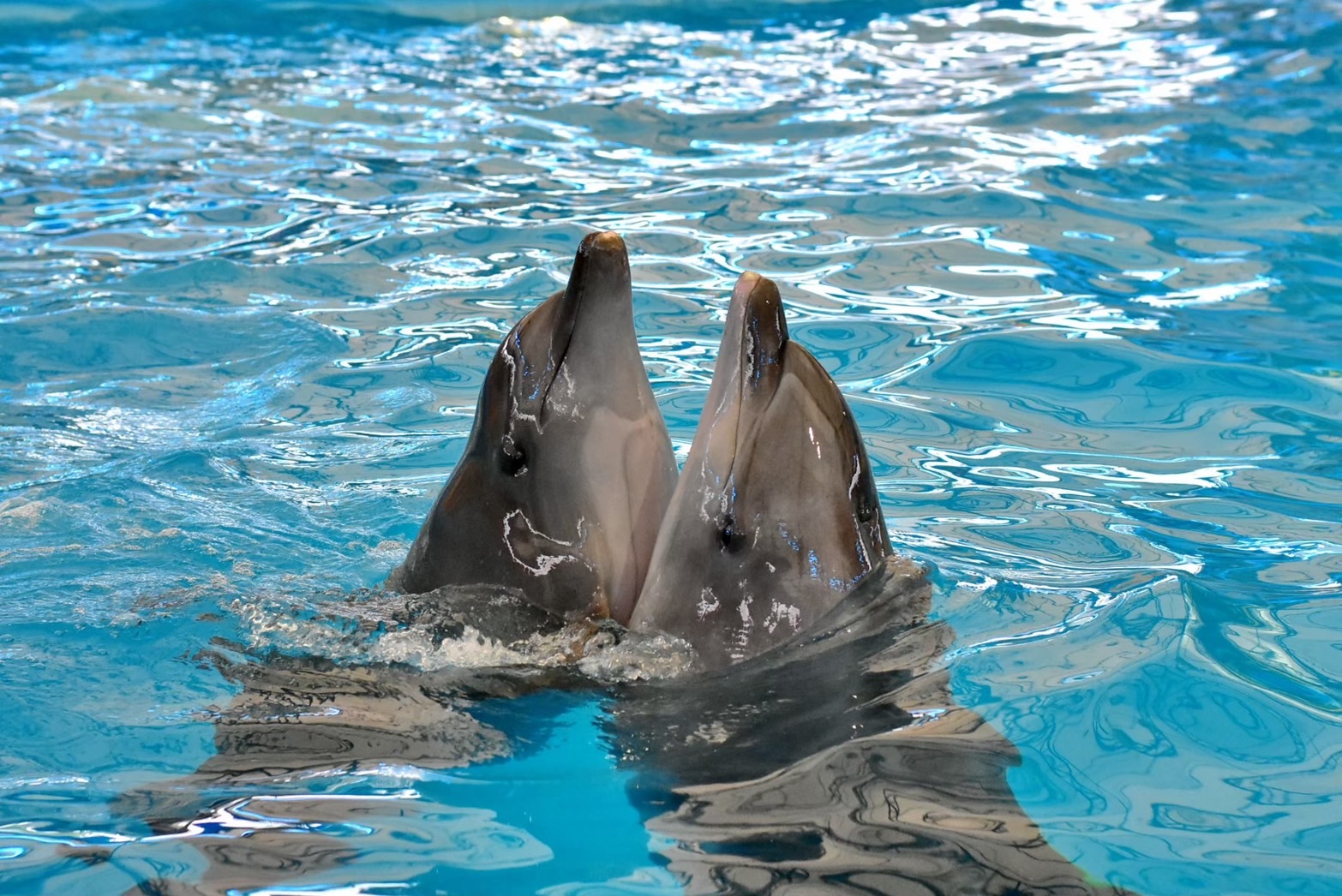 Dolphins and Seals Show at Dolphins Bay Phuket - 4
