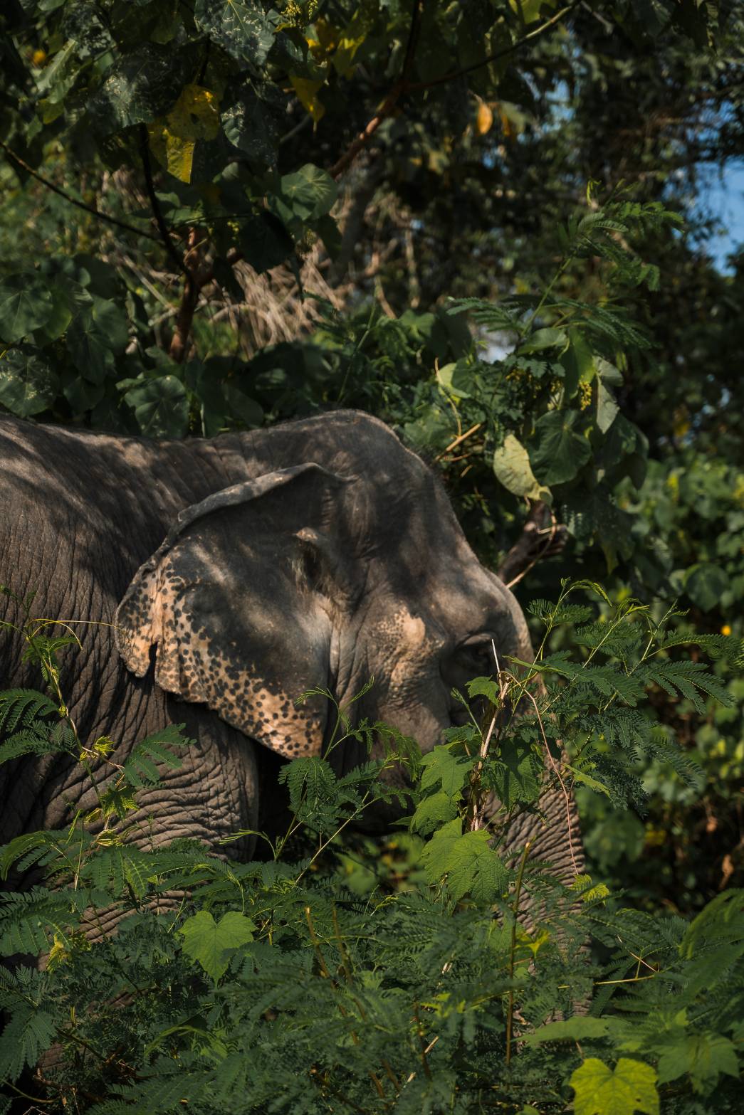 The Lake Phuket Elephant Home - Walk Feed and Vitamin Ball - 2
