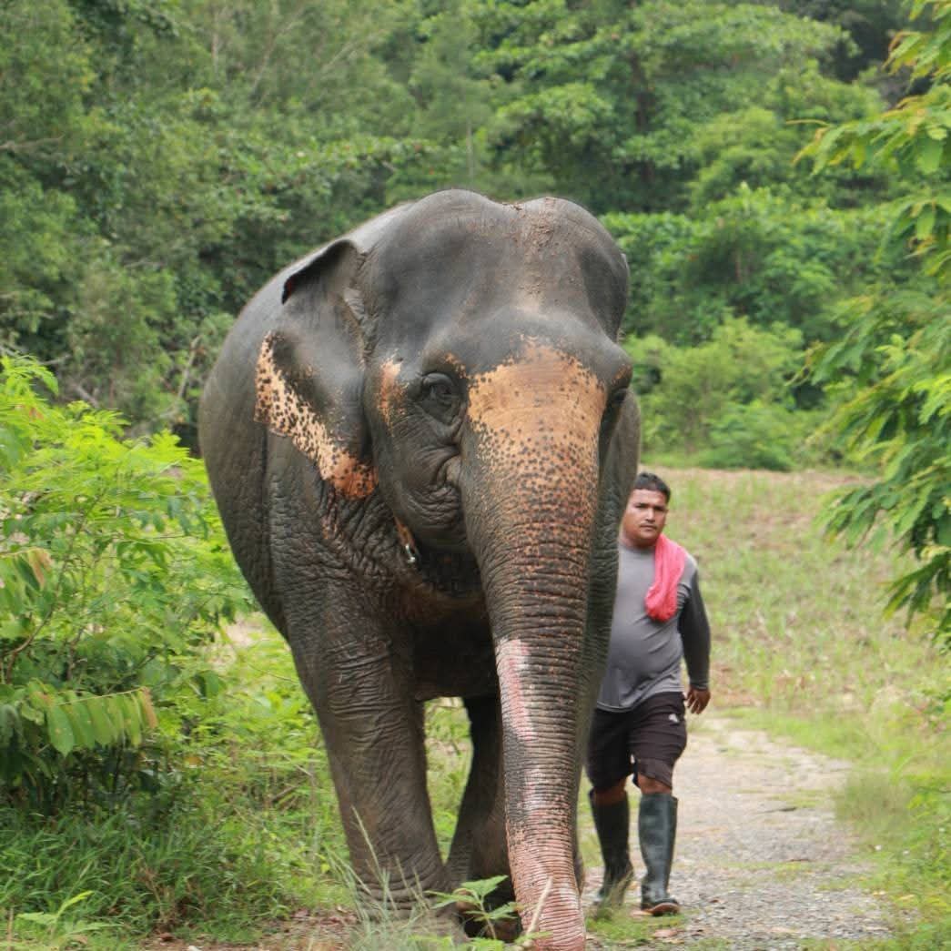 The Lake Phuket Elephant Home - Walk Feed and Vitamin Ball - 3