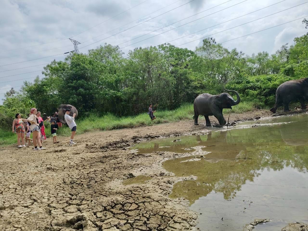The Lake Phuket Elephant Home - Walk Feed and Vitamin Ball - 4