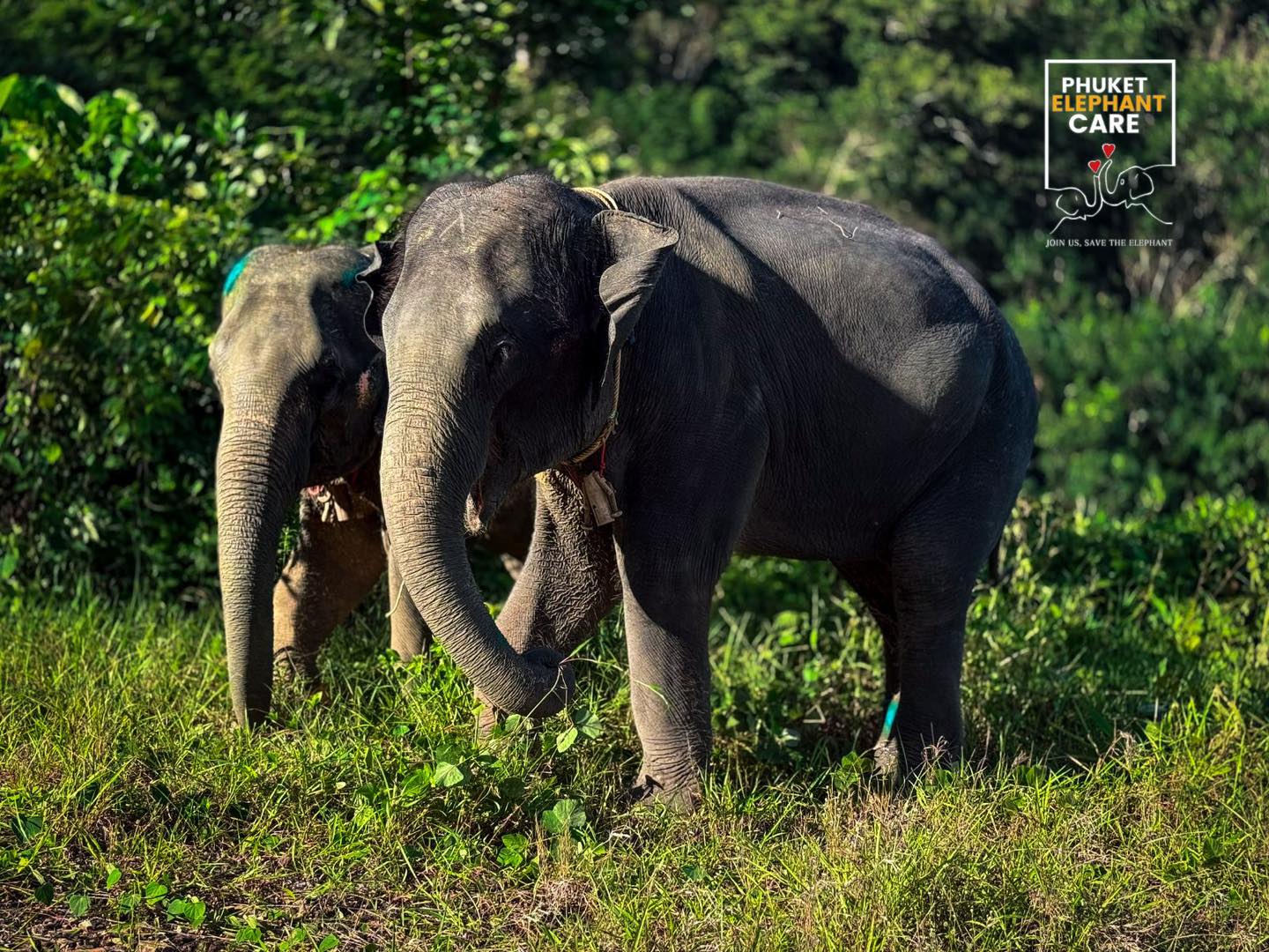 Explore With Elephant — Full Day - 3