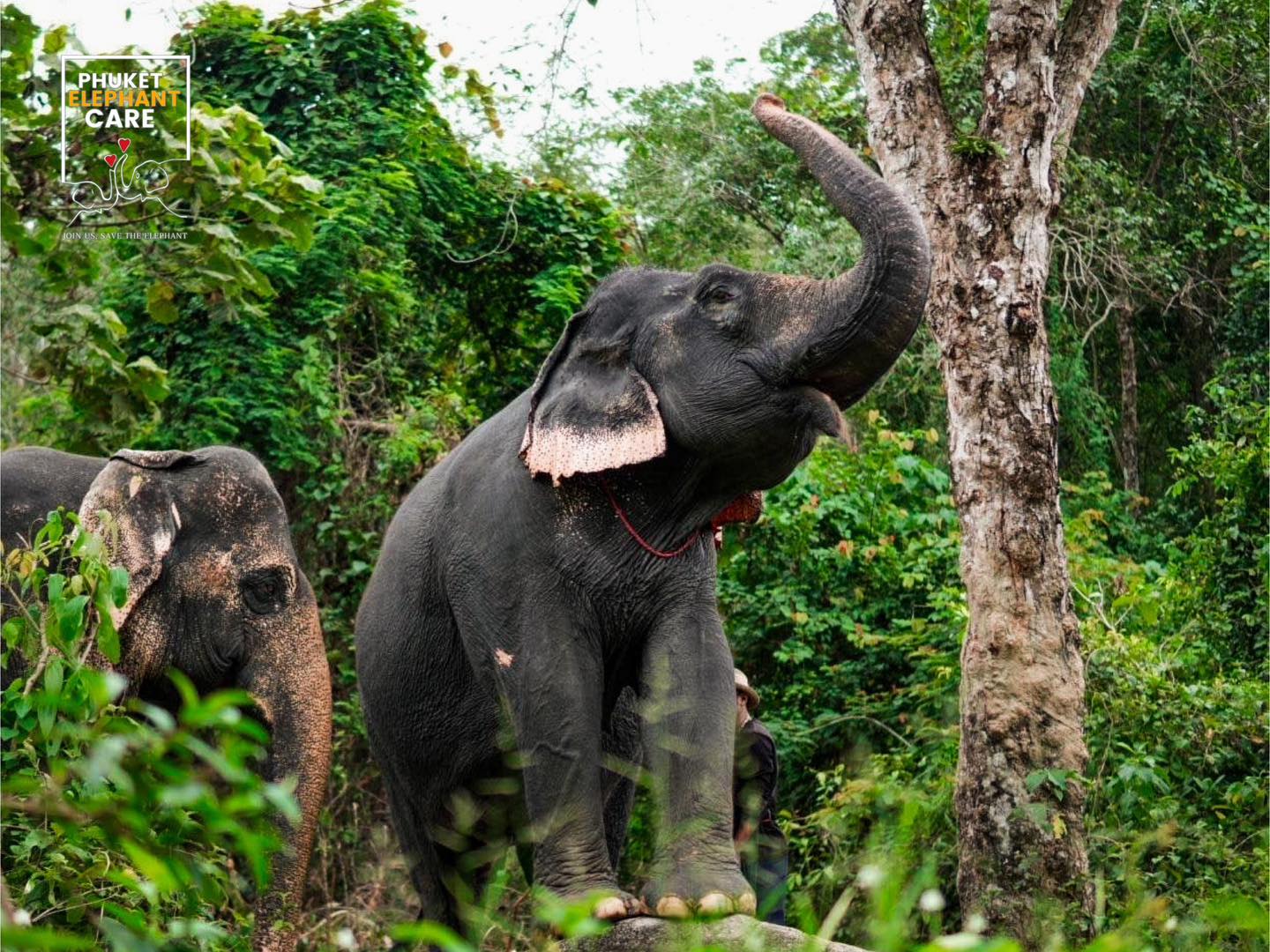 Explore With Elephant — Full Day - 4