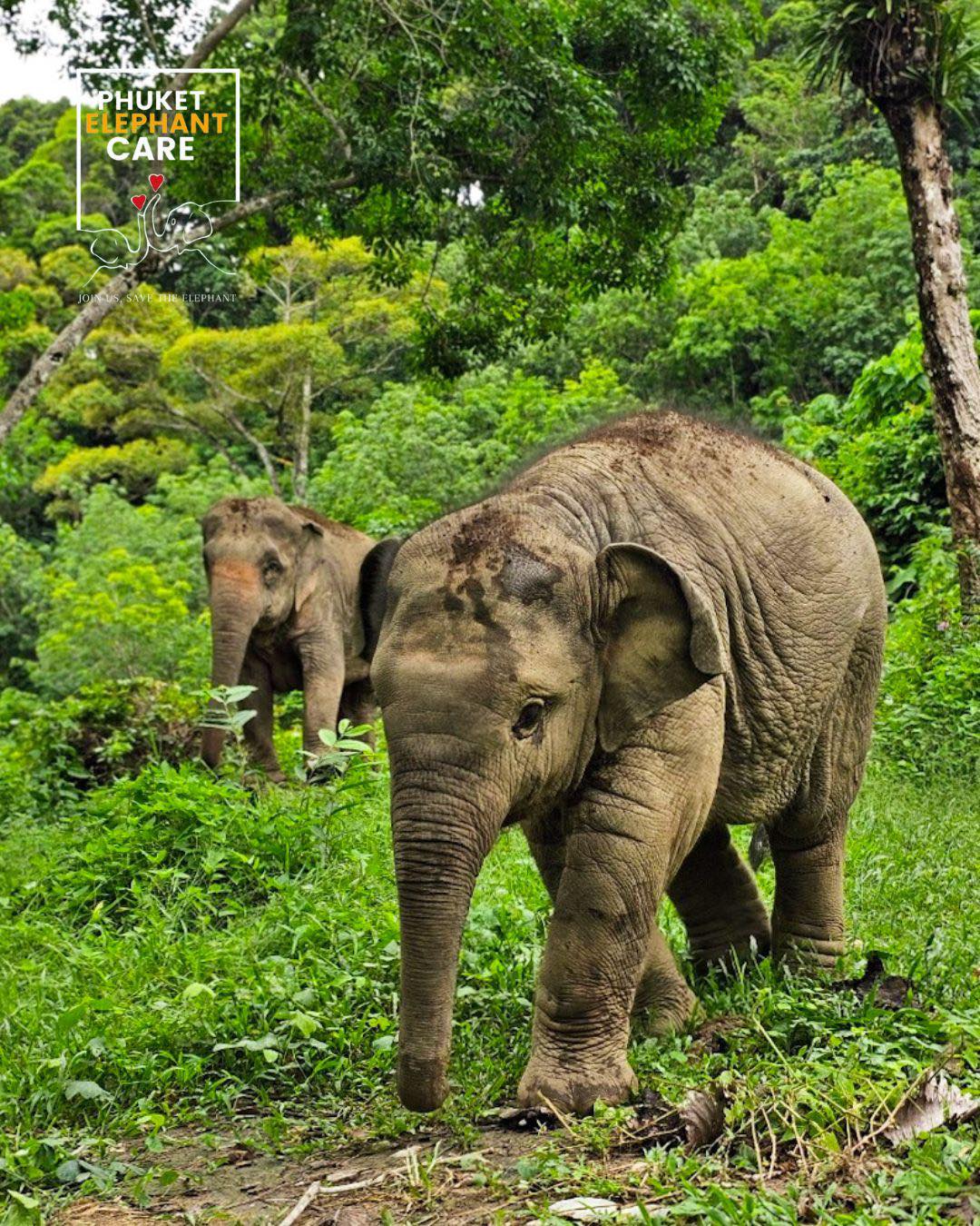 Feed the Elephant - 4