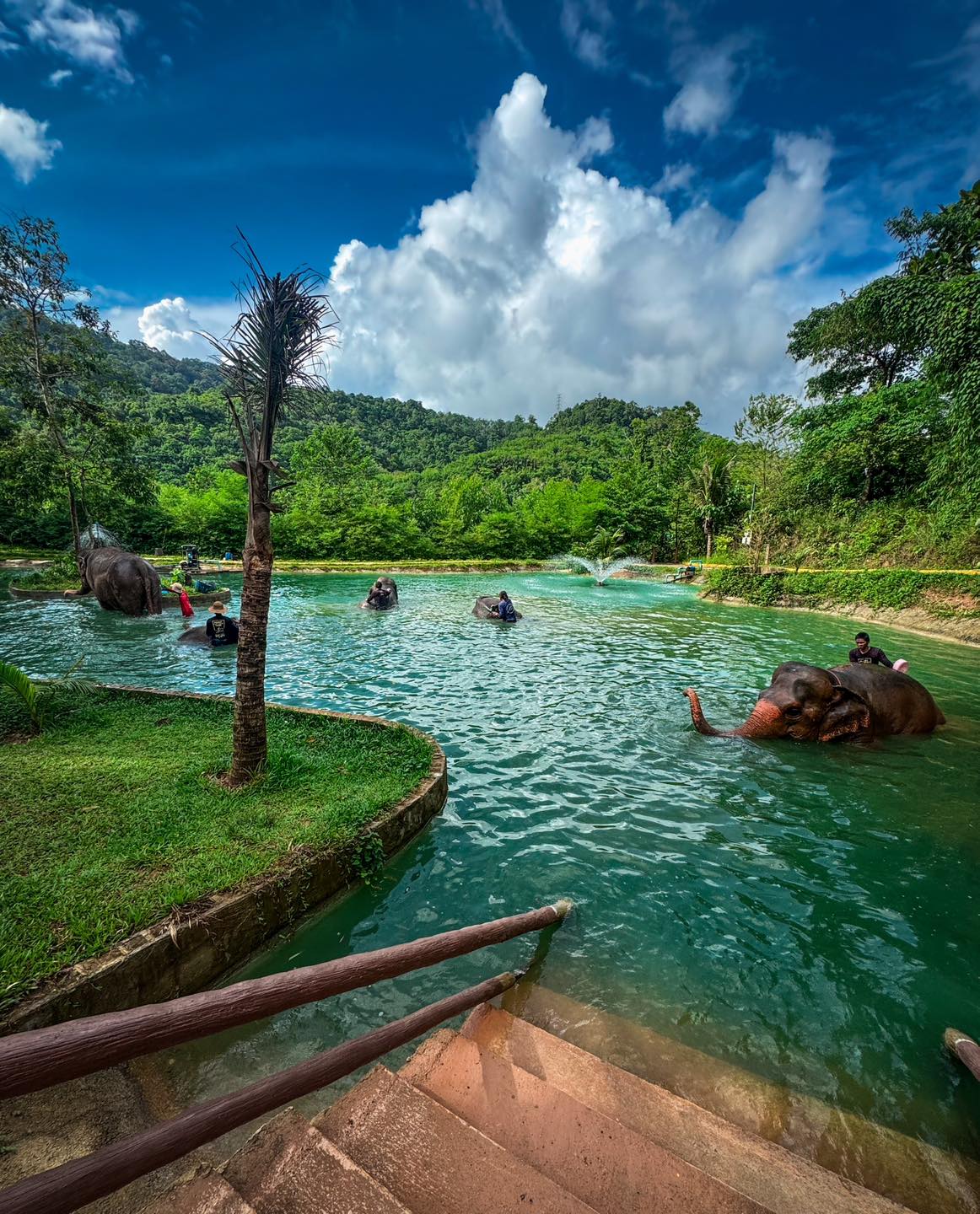 Elephant Half Day Program - 3