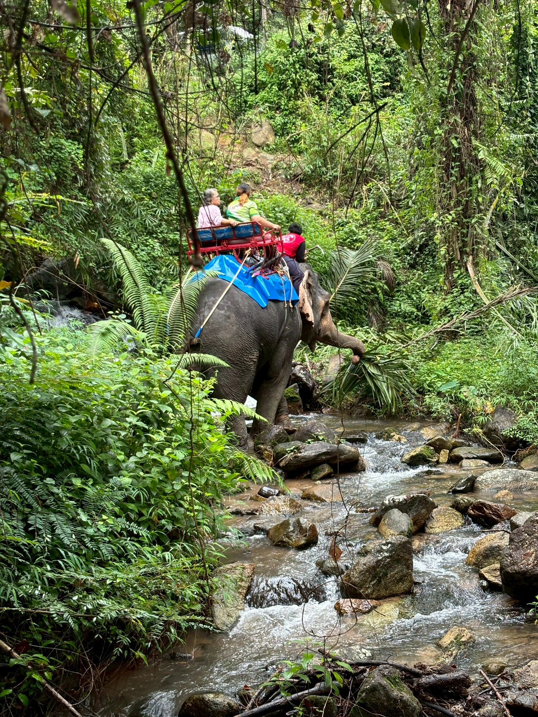 B2. Bamboo Rafting + Elephant Trekking 30 mins. + Elephant Bathing + Flying Fox + Waterfall - 3