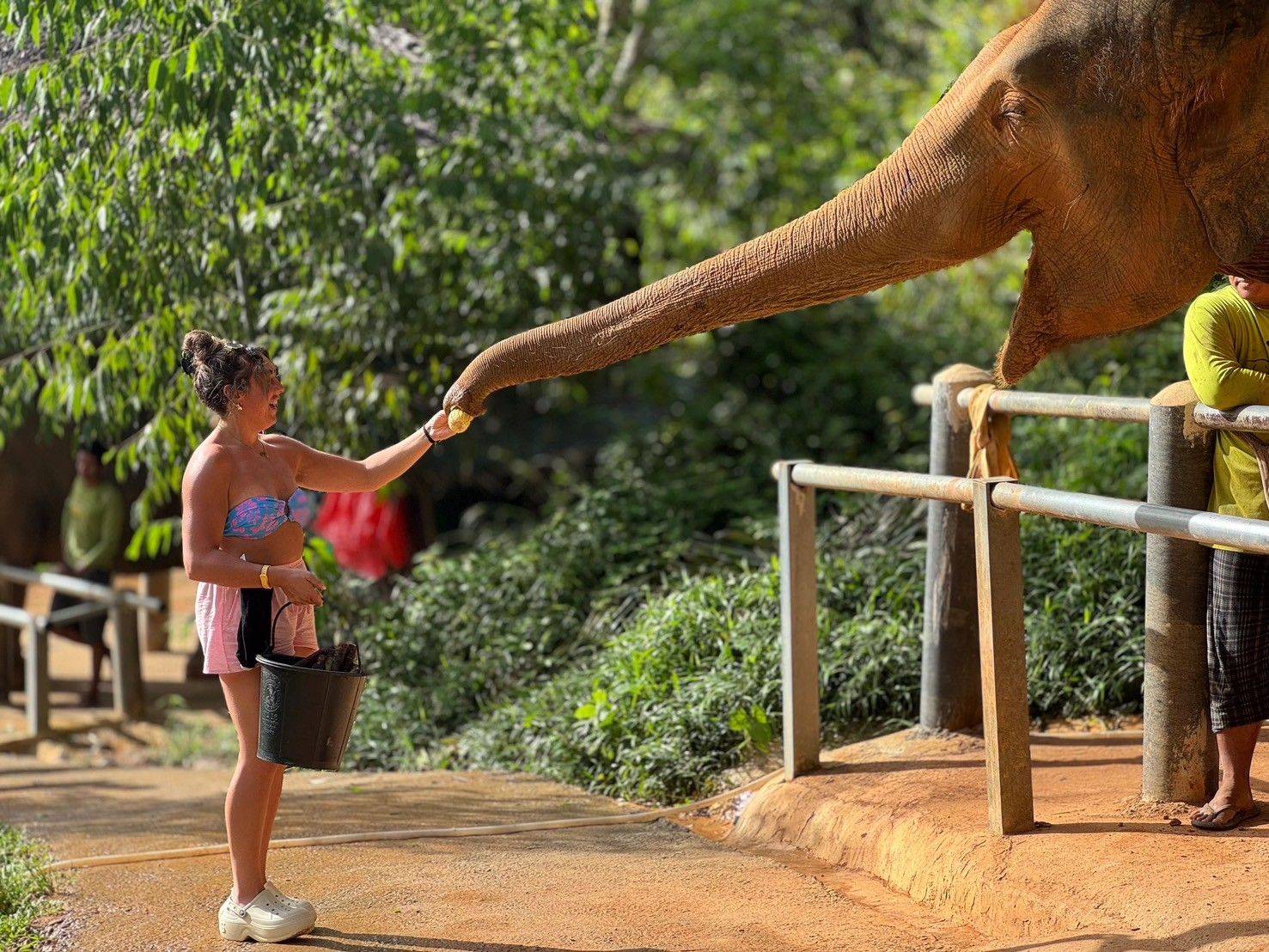 Feed the Elephant - 1