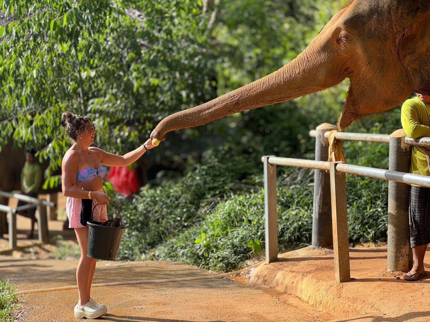 Feed the Elephant