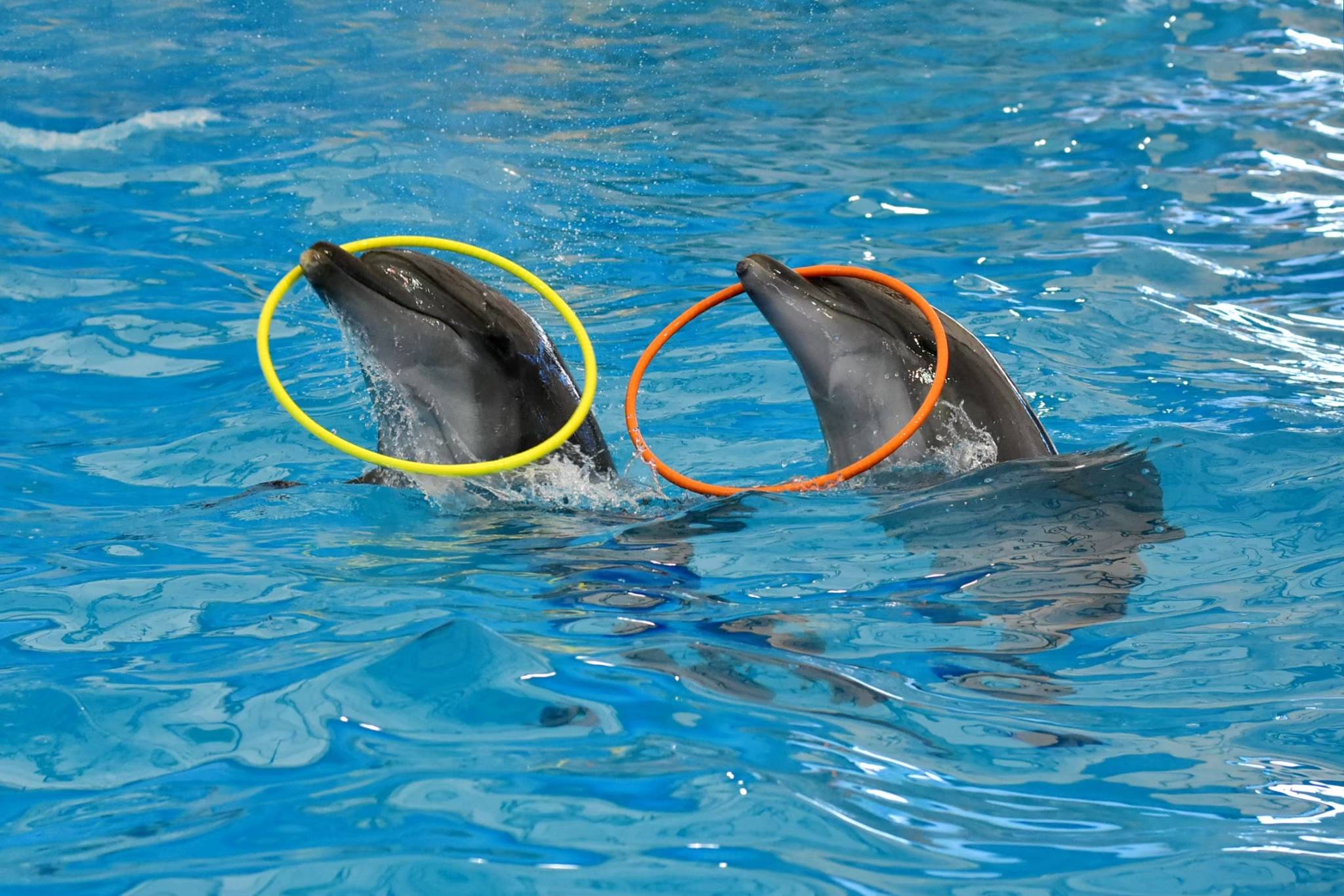 Dolphins and Seals Show at Dolphins Bay Phuket - 1