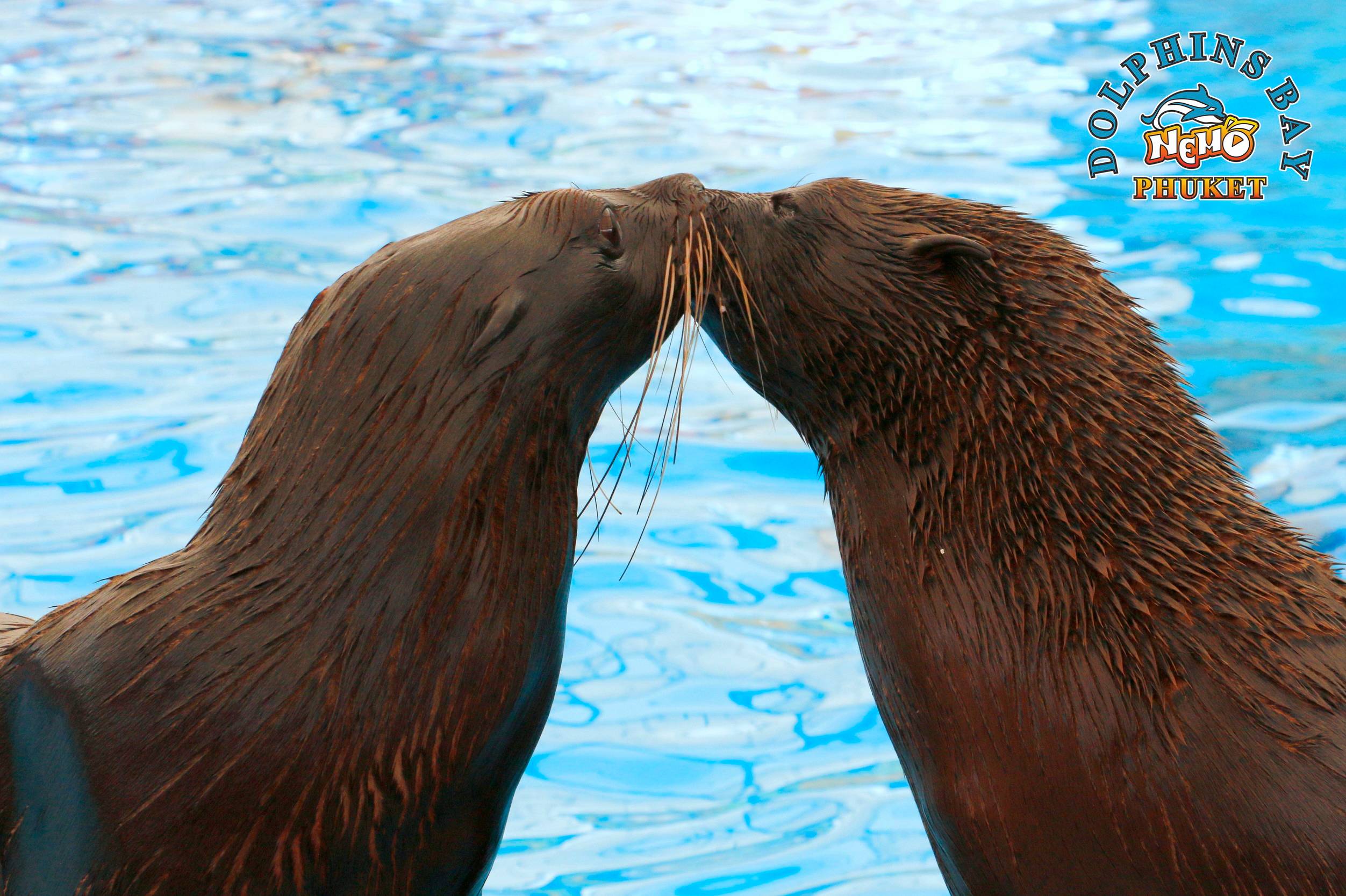 Dolphins and Seals Show at Dolphins Bay Phuket - 3