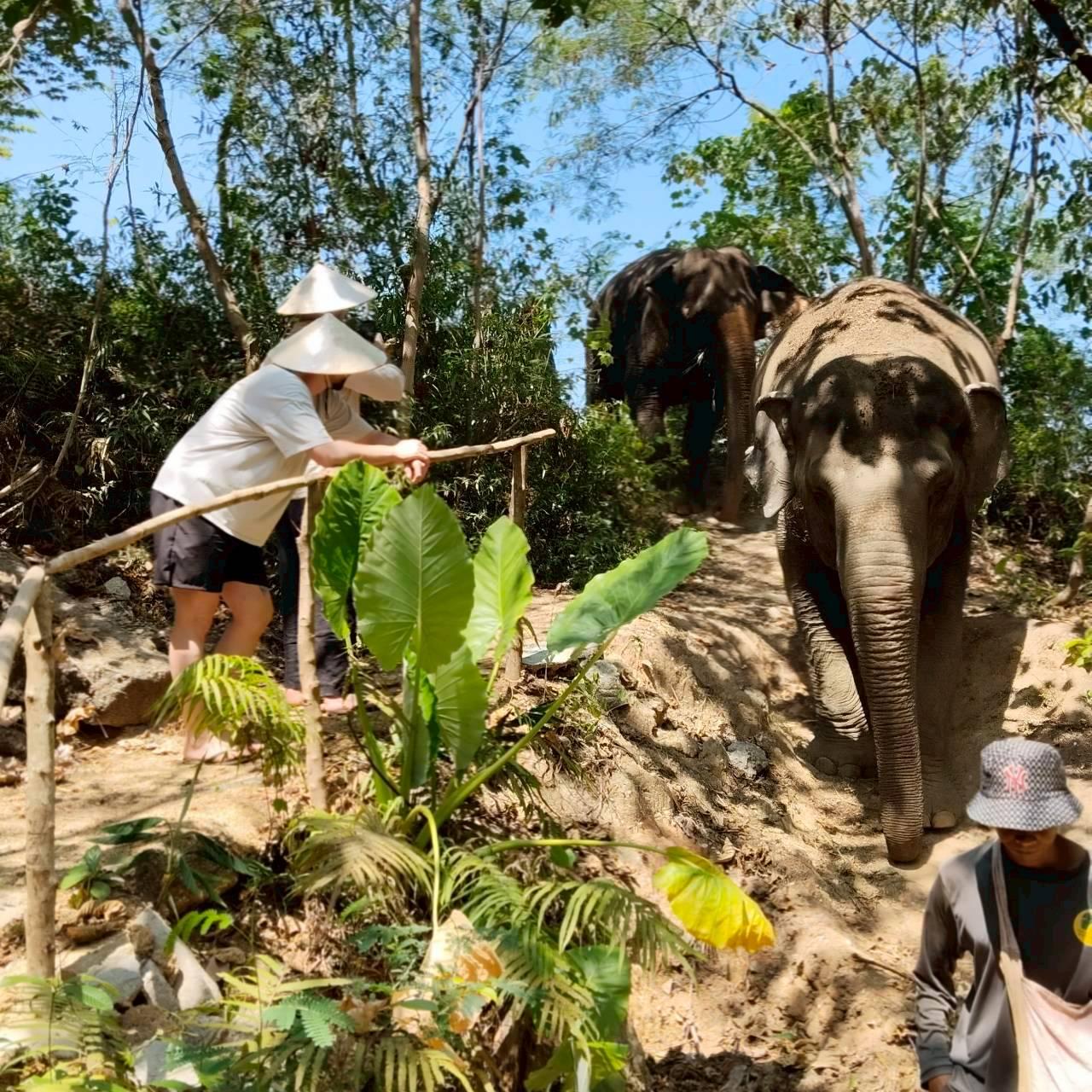 The Lake Phuket Elephant Home - A Day With Gentle Giants (Full Day)