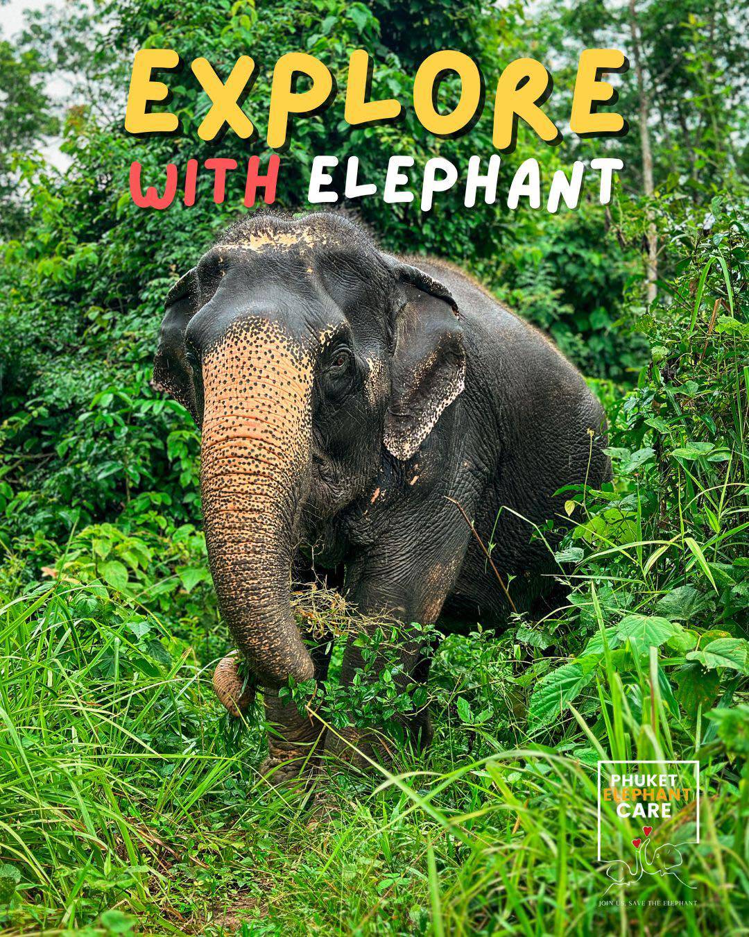 Explore With Elephant — Full Day - 1
