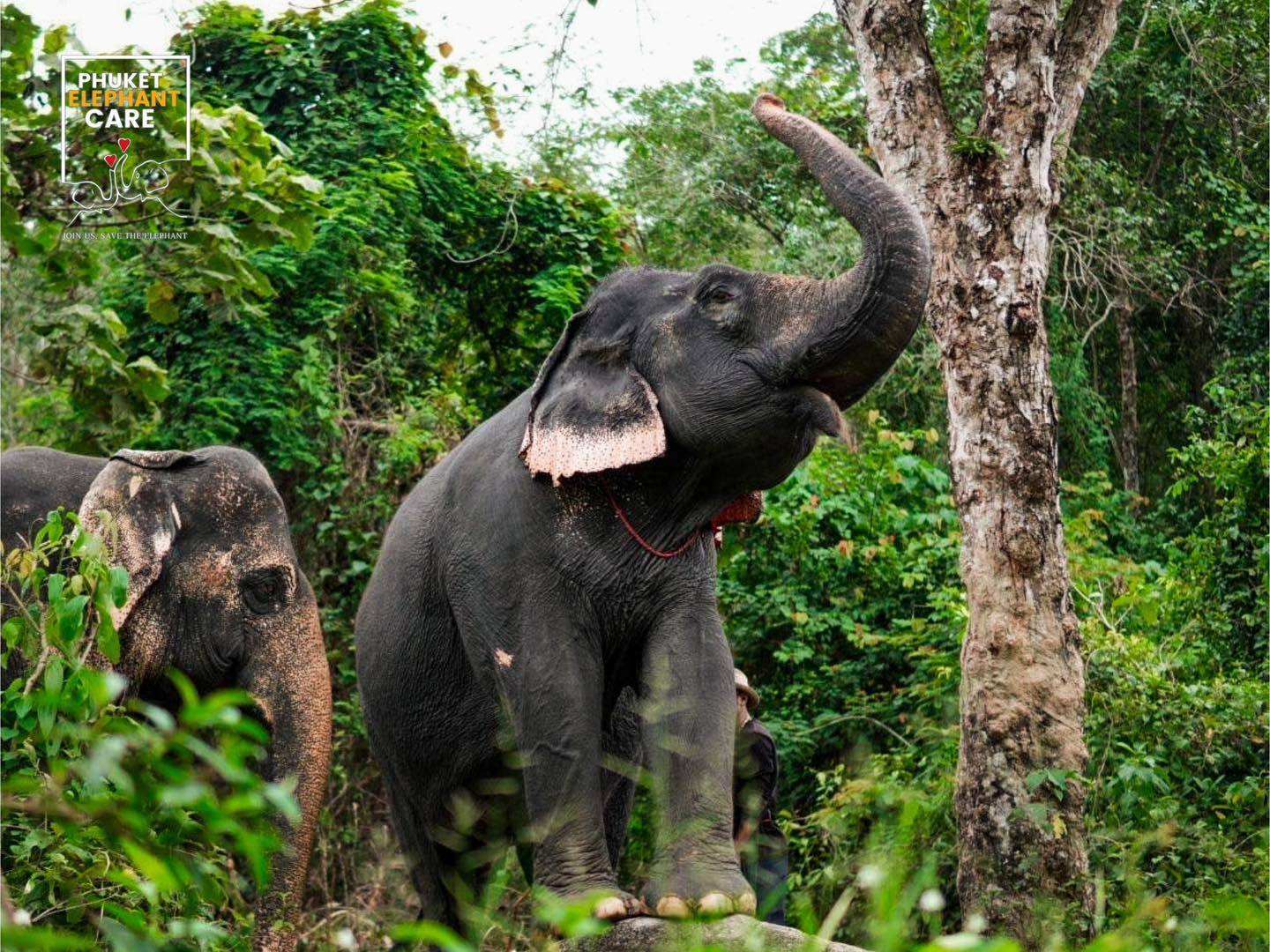 Explore With Elephant — Full Day - 4
